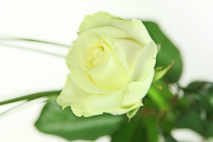 Großblütige weiße Rose