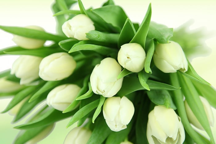 Tulpen weiß