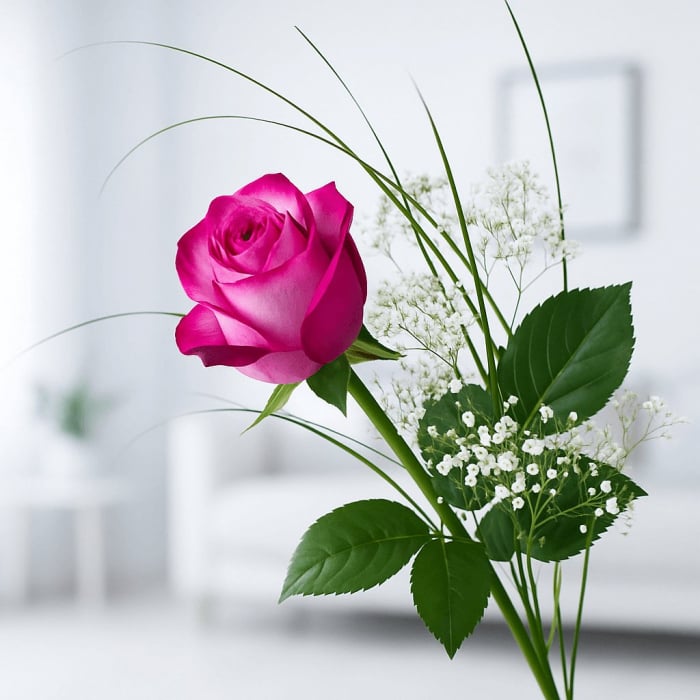 Langstielige pinke Rose