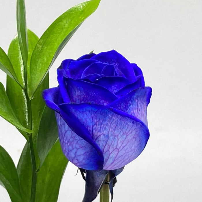 Einzelne Rose blau