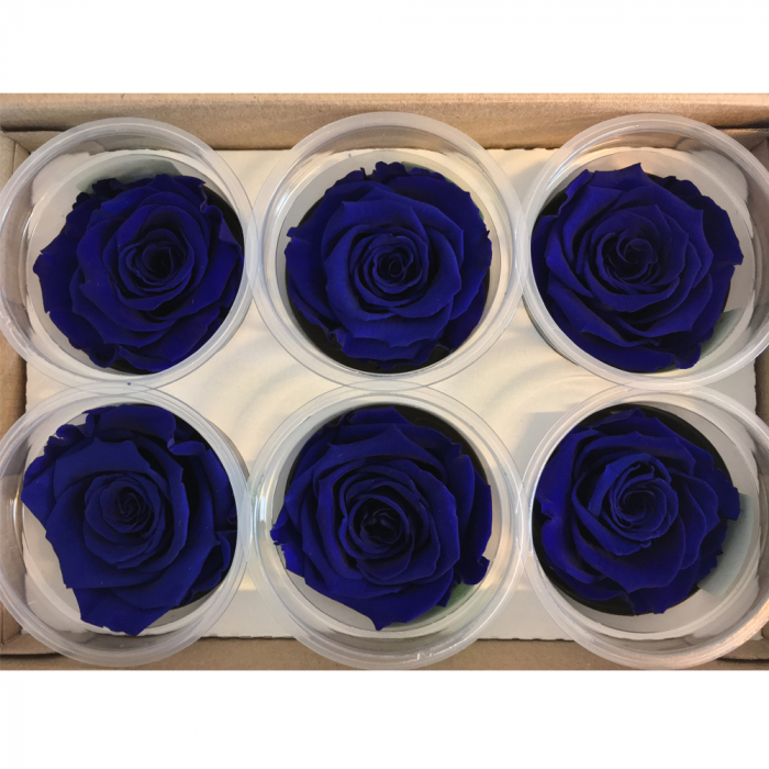Haltbare blaue Rosen