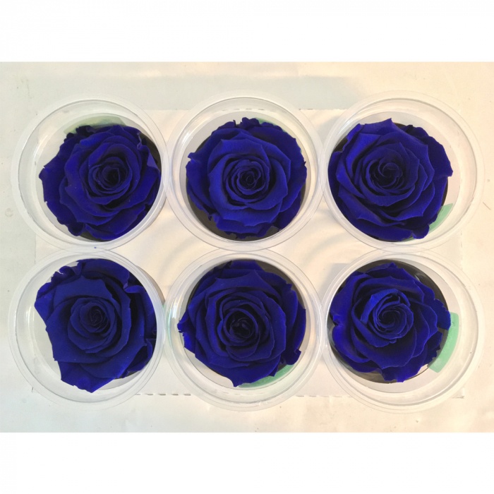 Konservierte blaue Rosen