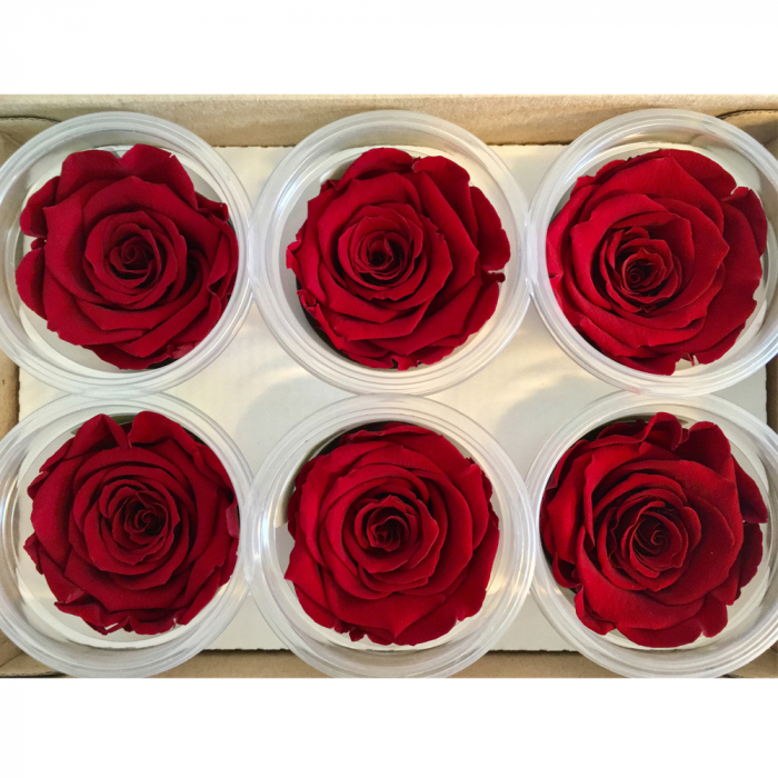 Haltbare rote Rosen
