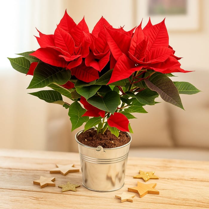 Weihnachtsstern Christstern Adventsstern