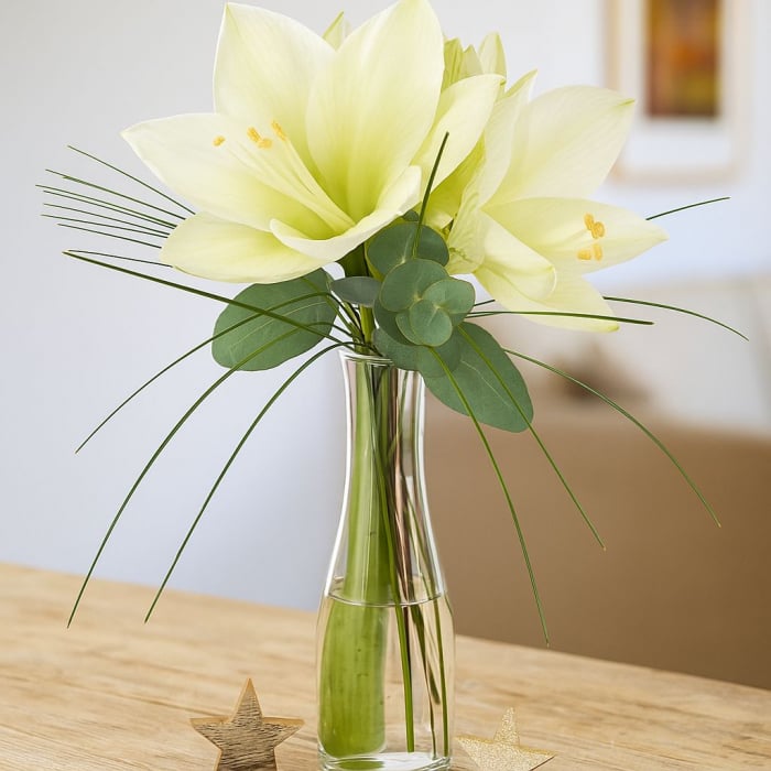 Weiße Amaryllis weiß