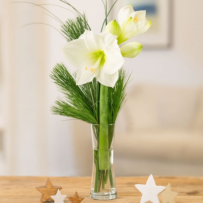Weiße Amaryllis