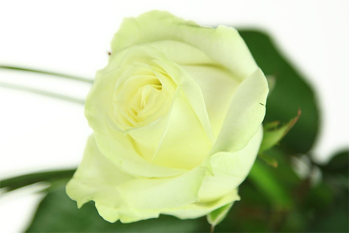 Großblütige weiße Rose