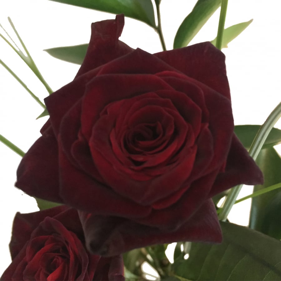 Drei schwarze Rosen Inklusive gratis Grußkarte Dekoriert mit Ruskus und Gräsern echte schwarze Rose Inklusive gratis Kultvase