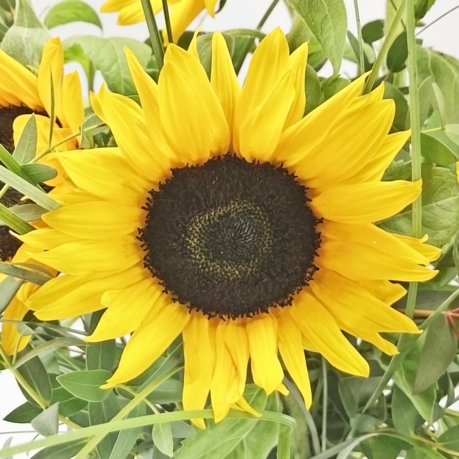 Sonnenblumen - Sonnenblume