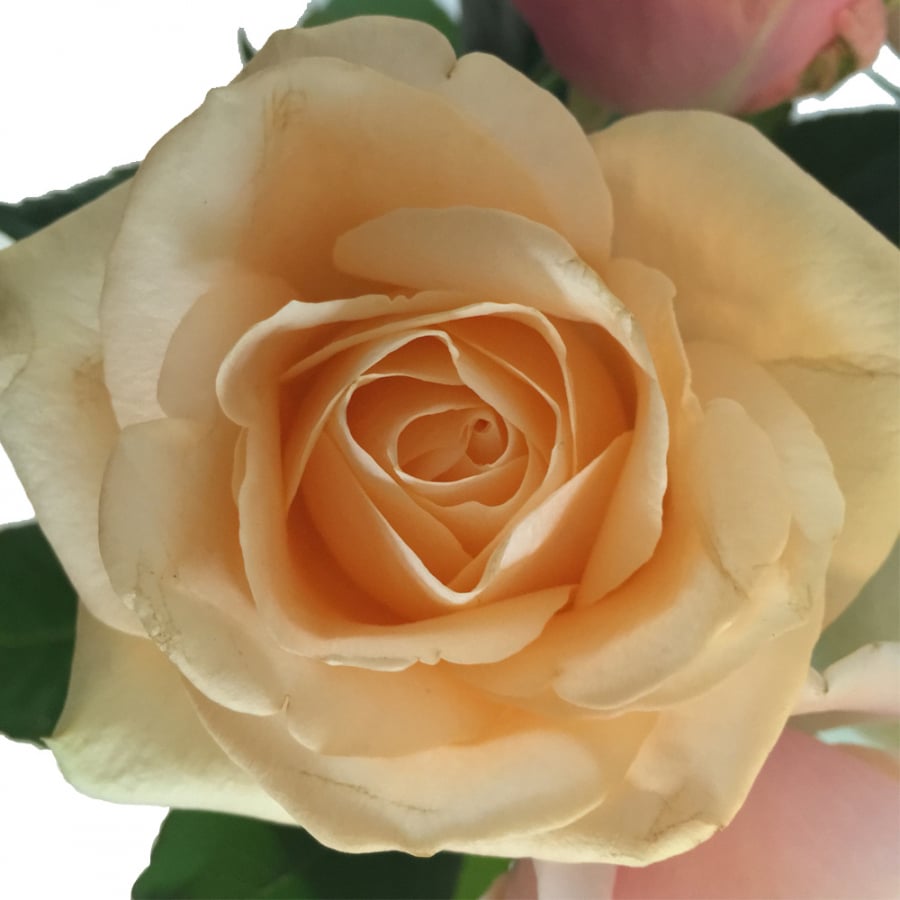 Creme Rose - Lachs Rose