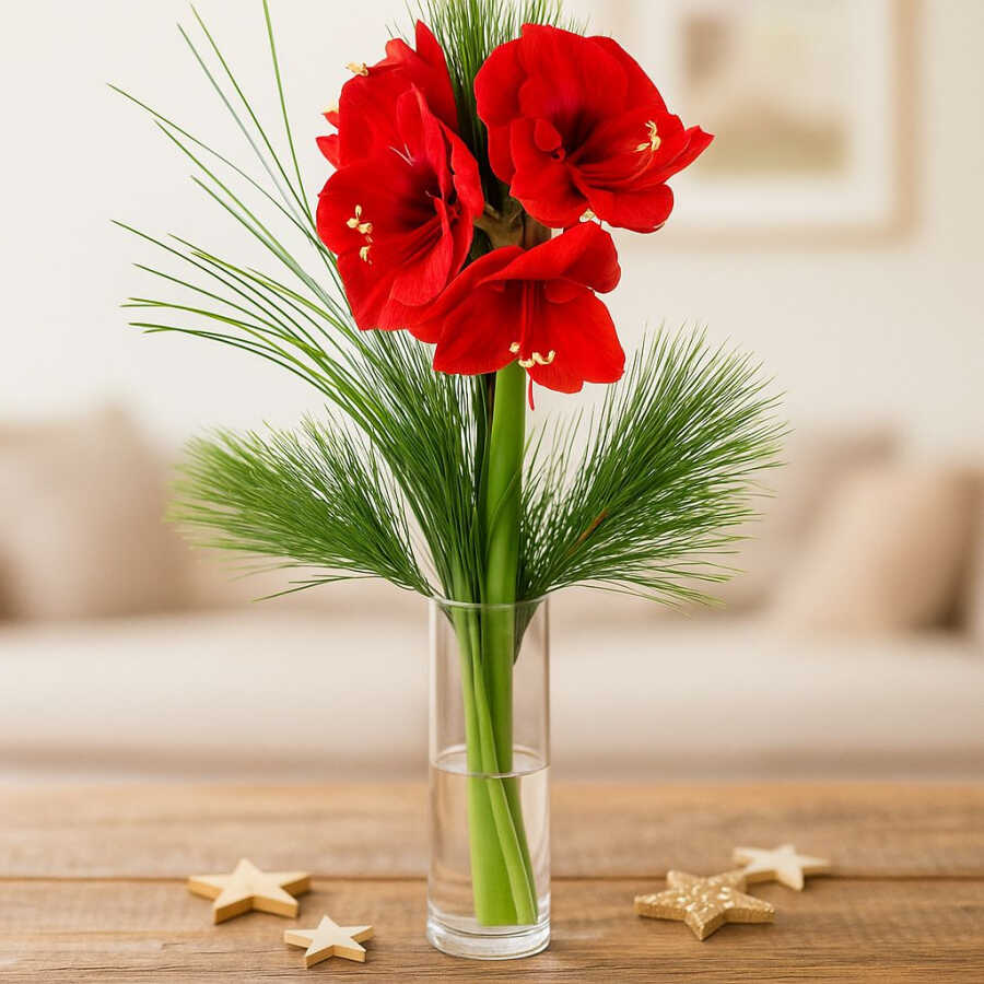 Rote Amaryllis