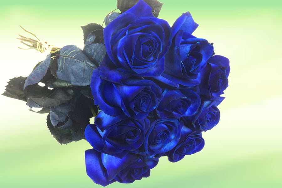 Blau gefärbte Rosen