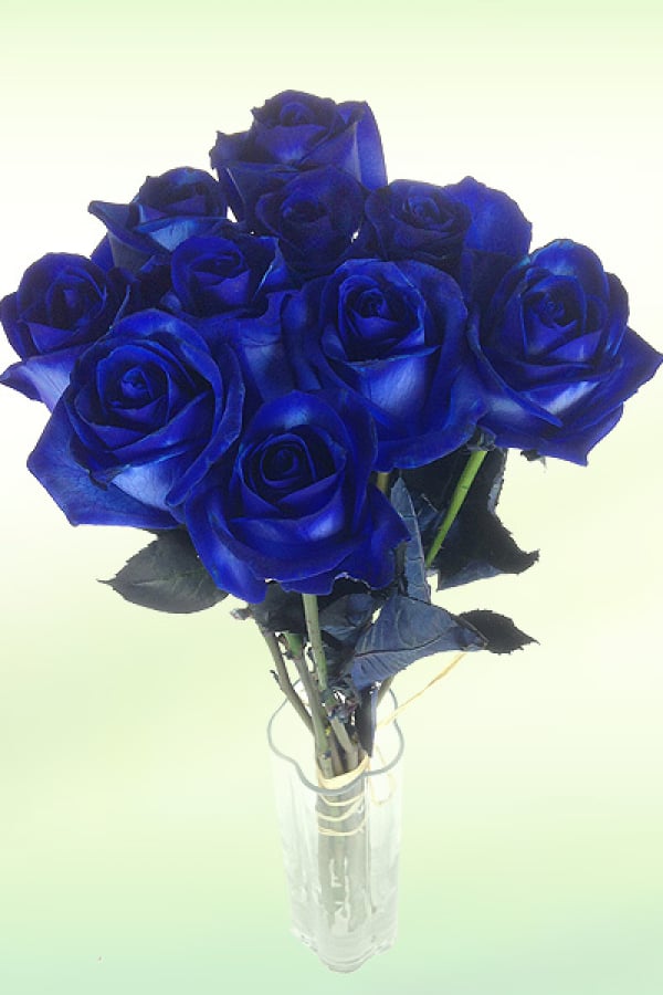 Langstielige Rosen in blau