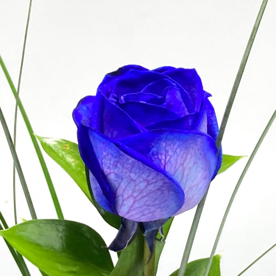 Einzelne blaue Rose