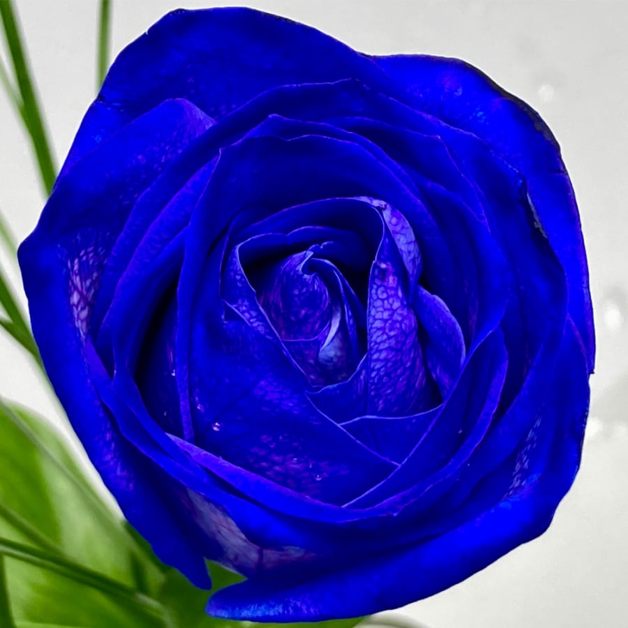 Blaue einzelne Rose