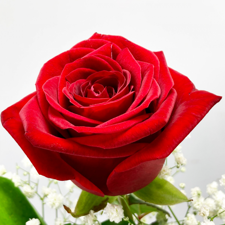 Einzelne rote Rose mit Schleierkraut