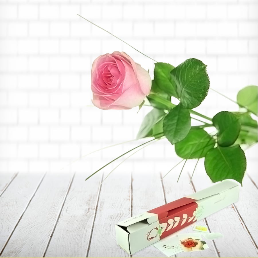 Großblütige rosa Rose