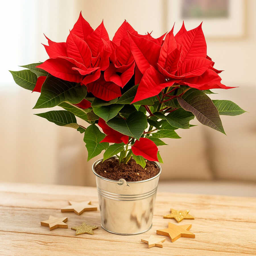 Weihnachtsstern Christstern Adventsstern