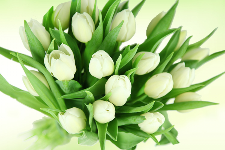 Bundware weiße Tulpen