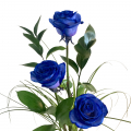 3 blaue Rosen