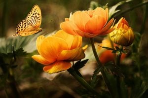 Zwei orange Rosen mit Schmetterling