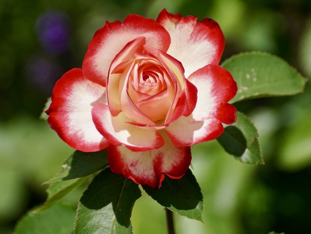 Rosenblüte rot-weiß von oben