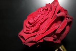 Rote Rose Red Naomi von der Seite aufgenommen
