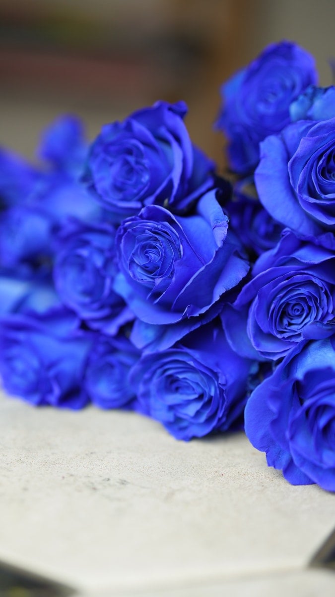 Blaue Rosen von Vendela® die blau gefärbte Rose Rosenbote Blaue Rosen von Vendela® die blau gefärbte Rose Rosenbote