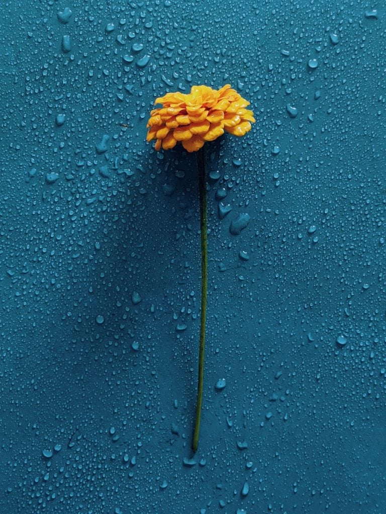 Taufrische Blume mit Wassertropfen