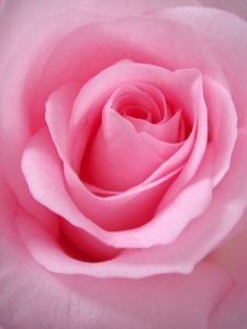 Rosenkopf rosa Rose, Nahaufnahme