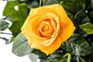Einzelne gelbe Rose von oben