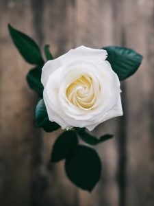 Weiße Rose von oben