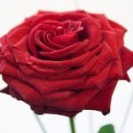 Edelrose Red Naomi, rote Rose mit Gras