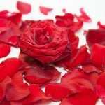 Rote Rosenblätter mit Rosenkopf