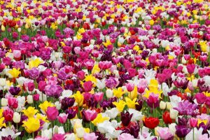 Feld mit bunten Blumen