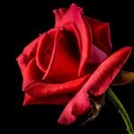 Rote Rose vor schwarzem Hintergrund