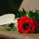 Rote Rose liegt auf Holztisch