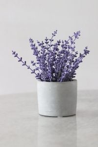 Lavendel im Topf