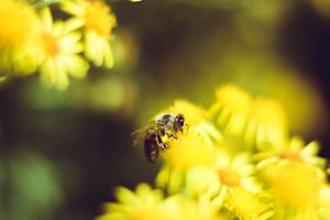 Blumenwiese für Bienen