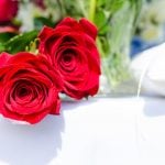 Zwei rote Rosen von vorn