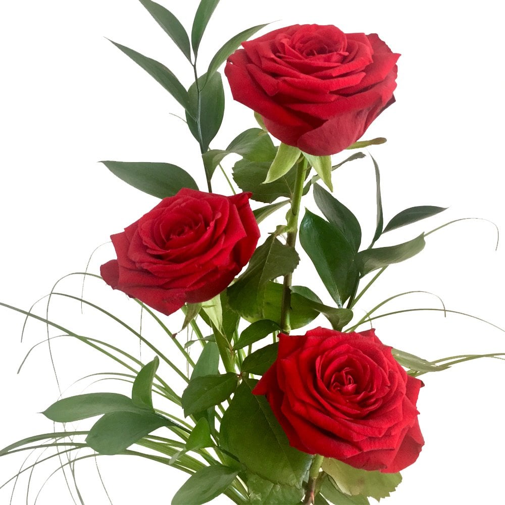 Serenade mit drei roten Rosen