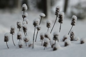 Blumen im Schnee