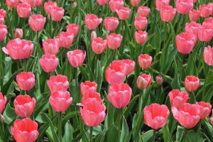 Rosa Feld mit Tulpen