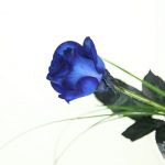 Blaue Rose mit Gräsern