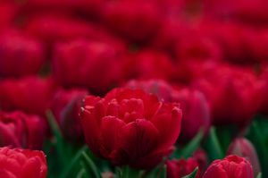 Rote Tulpen im Feld