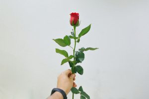 Hand hält eine rote Rose