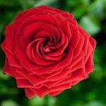 Rote Rose Blütenkopf