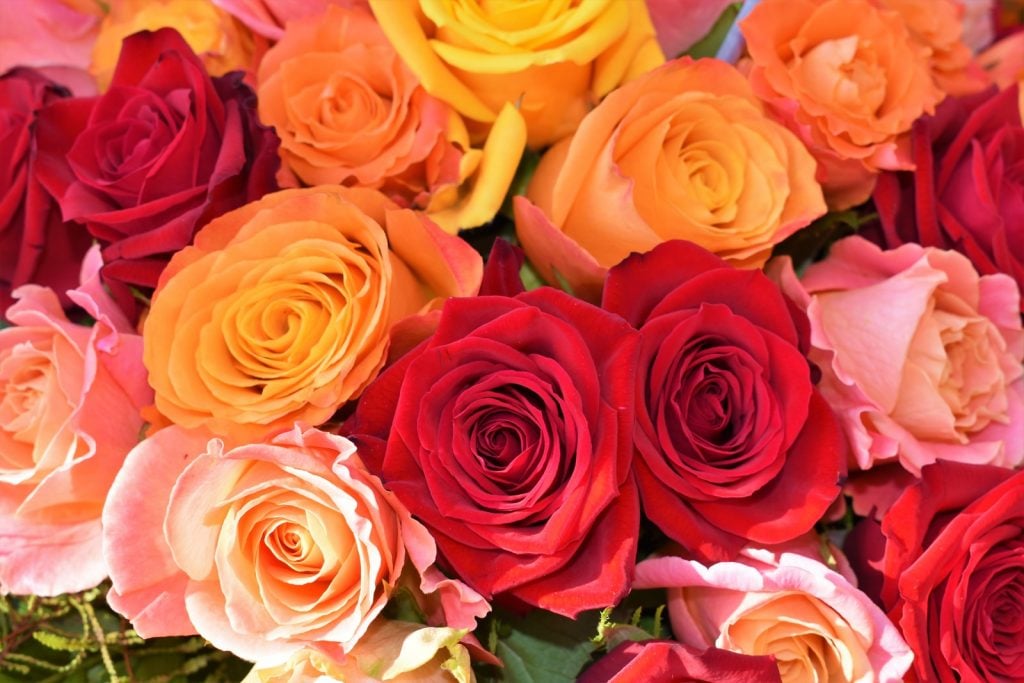 orange, rote, und pinke rosen von oben