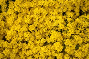 Gelbes Blumenfeld von oben