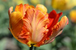 Tulpen